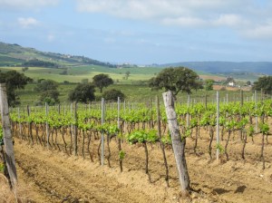 There are still some of the original vineyards that use the wood supports for the vines