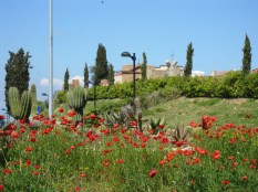 The true sign of spring - those beautiful red poppies 