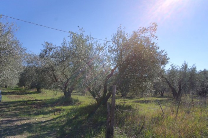 Carboncella are the most common variety olive in this area